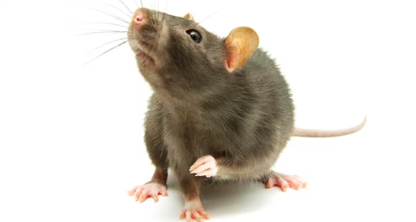 Commercial Pest Control Service